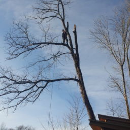 Abattage à haut risque d'un arbre dangereux