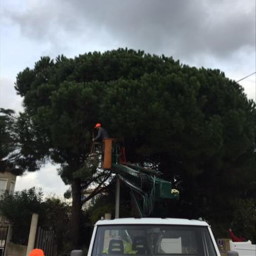 Elagage d'un pin avec camion nacelle